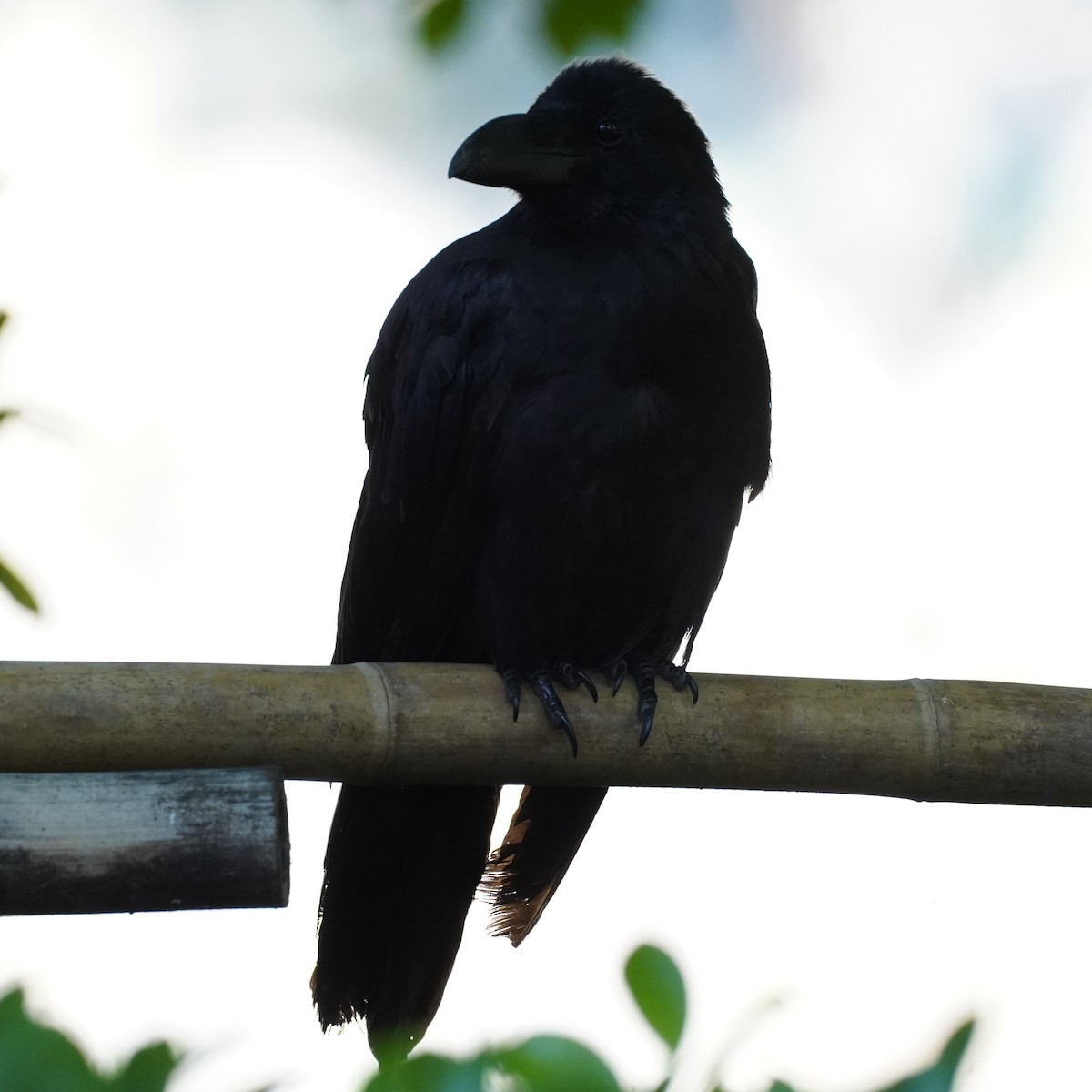 Large-billed Crow (Large-billed) - ML620828787