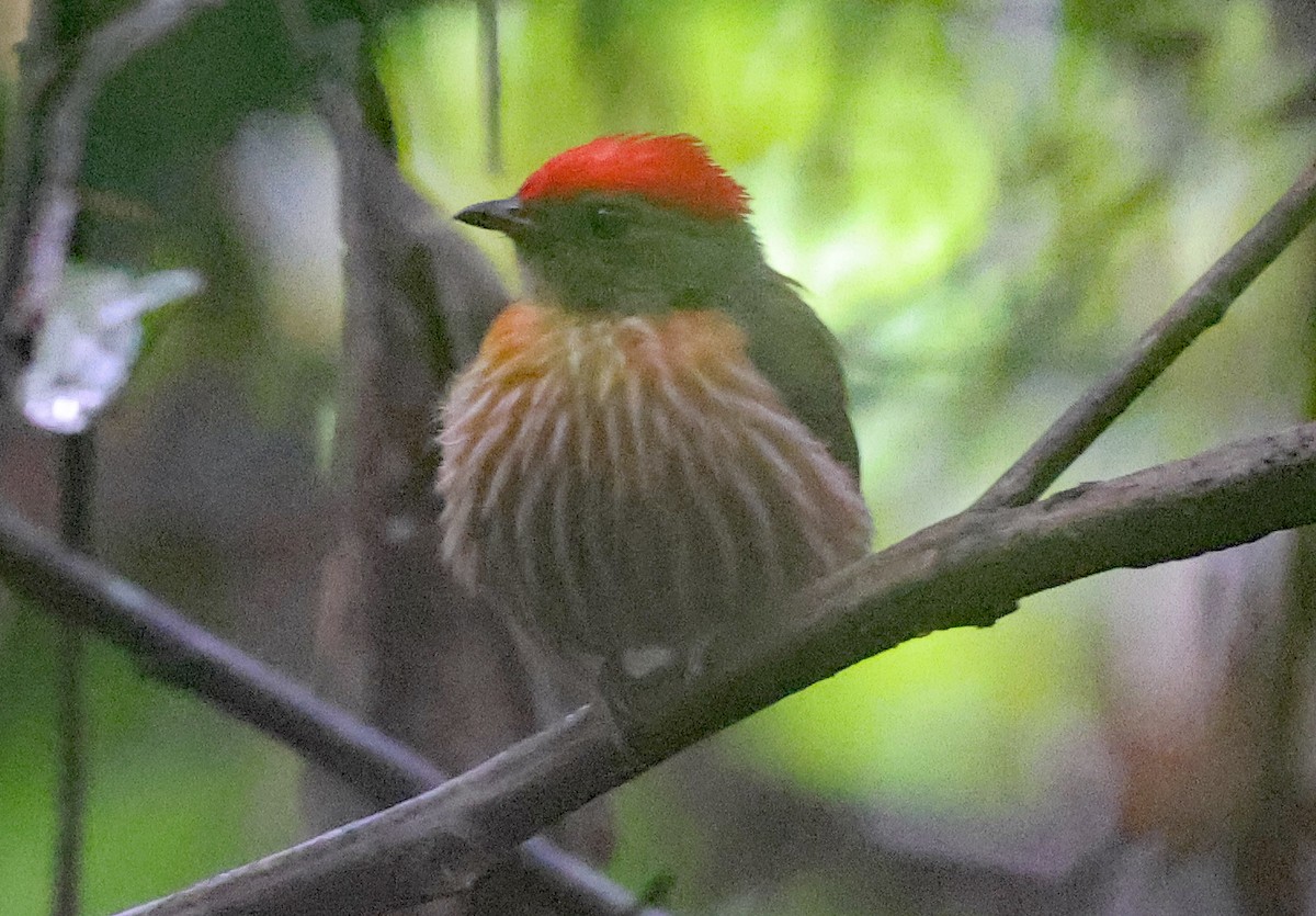 Striolated Manakin - ML620828790