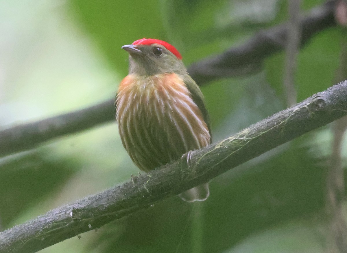 Striolated Manakin - ML620828791