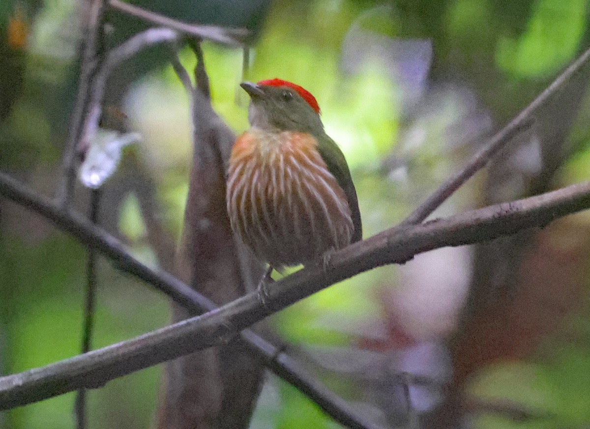 Striolated Manakin - ML620828792