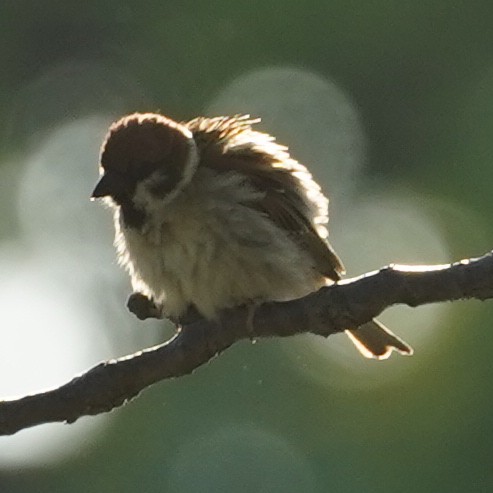 Eurasian Tree Sparrow - Szymon  Bzoma