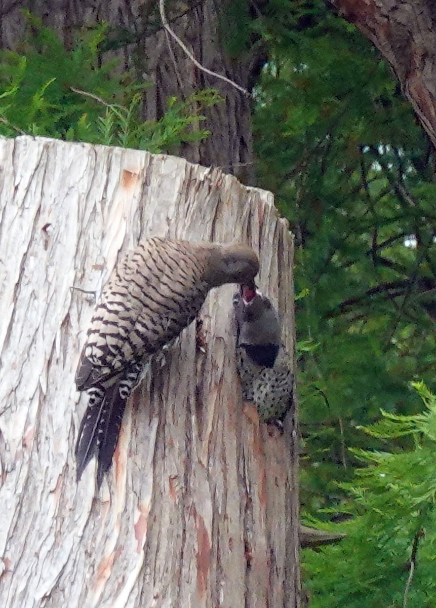 Northern Flicker - ML620828798