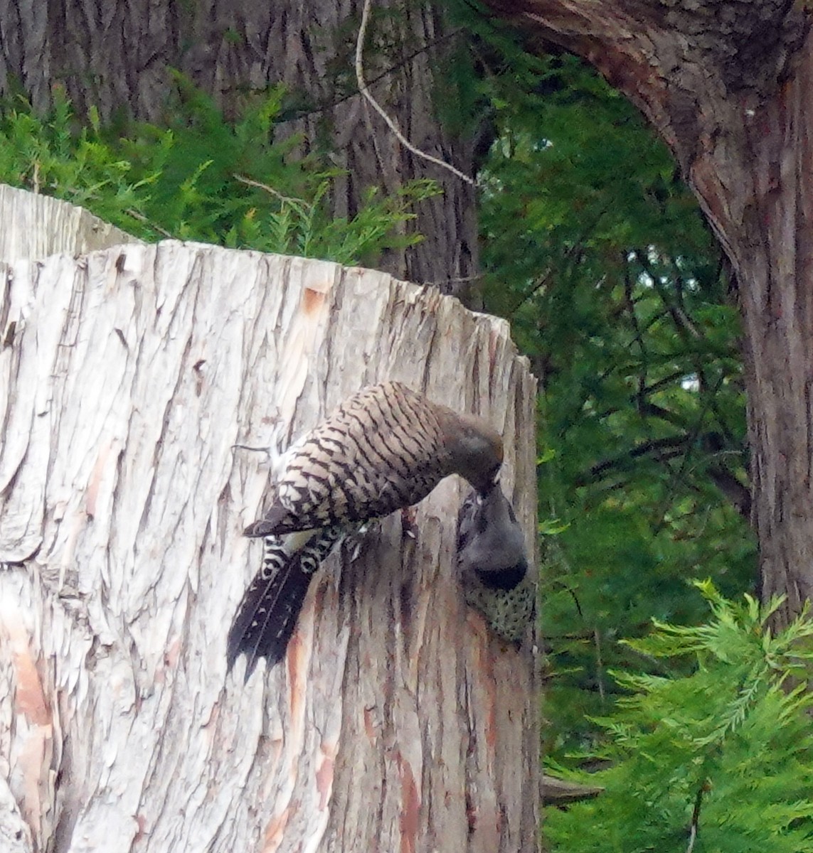 Northern Flicker - ML620828799