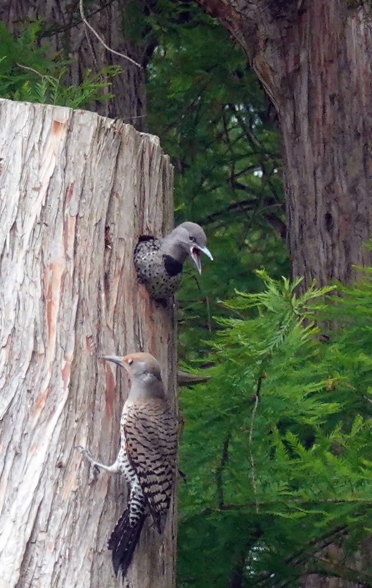 Northern Flicker - ML620828801