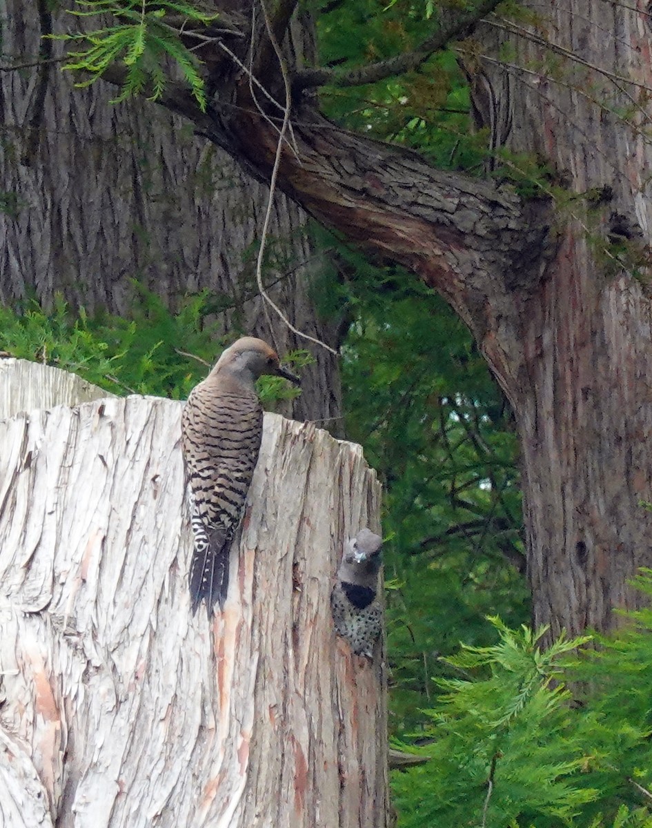 Northern Flicker - ML620828802