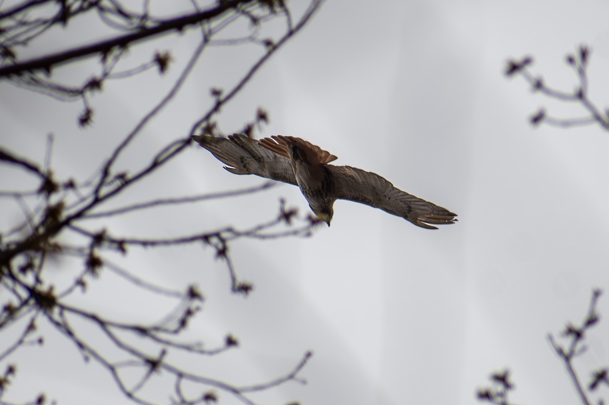 Red-tailed Hawk - ML620828804