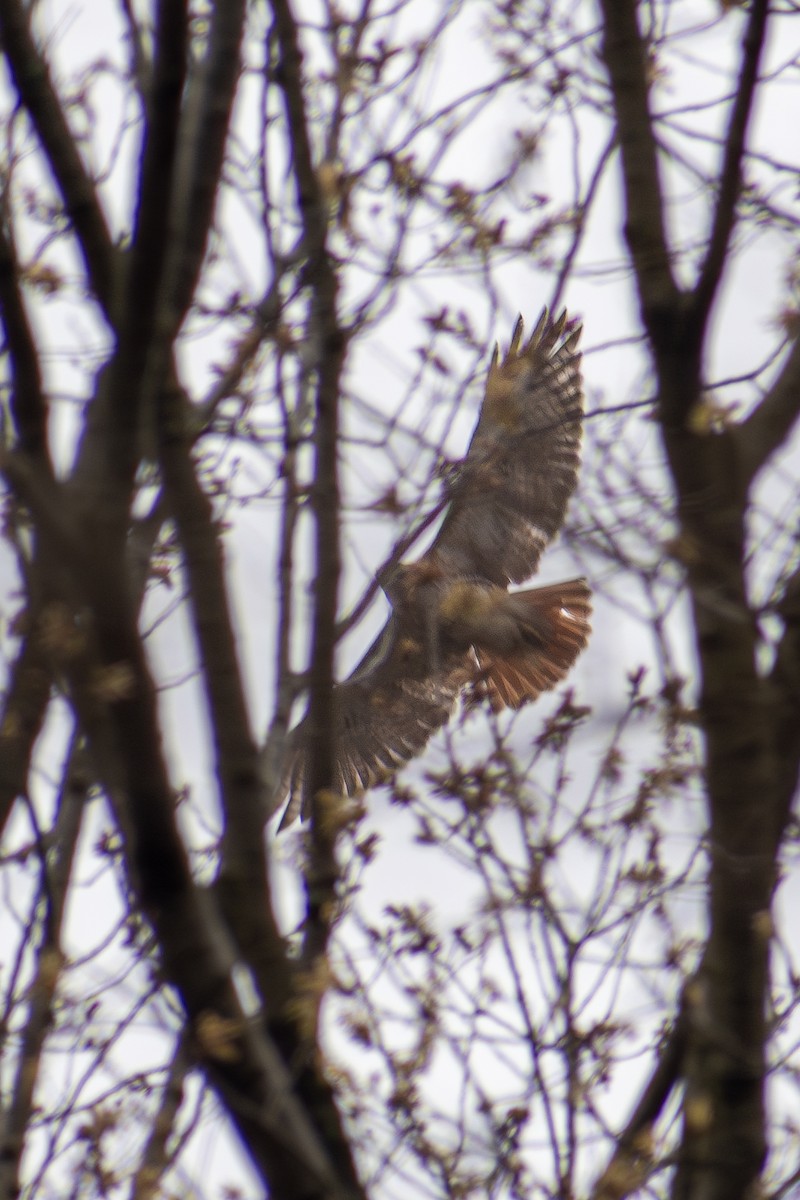 Red-tailed Hawk - ML620828805