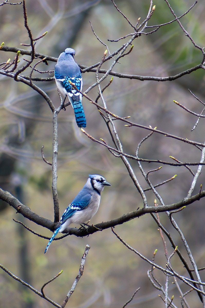 Blauhäher - ML620828807