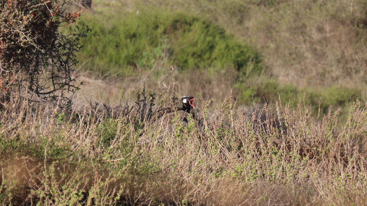 Black Bustard - ML620828810