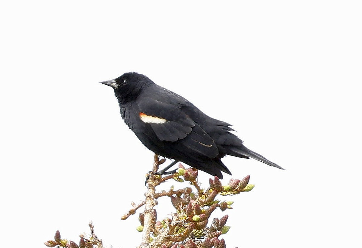 Red-winged Blackbird - ML620828821