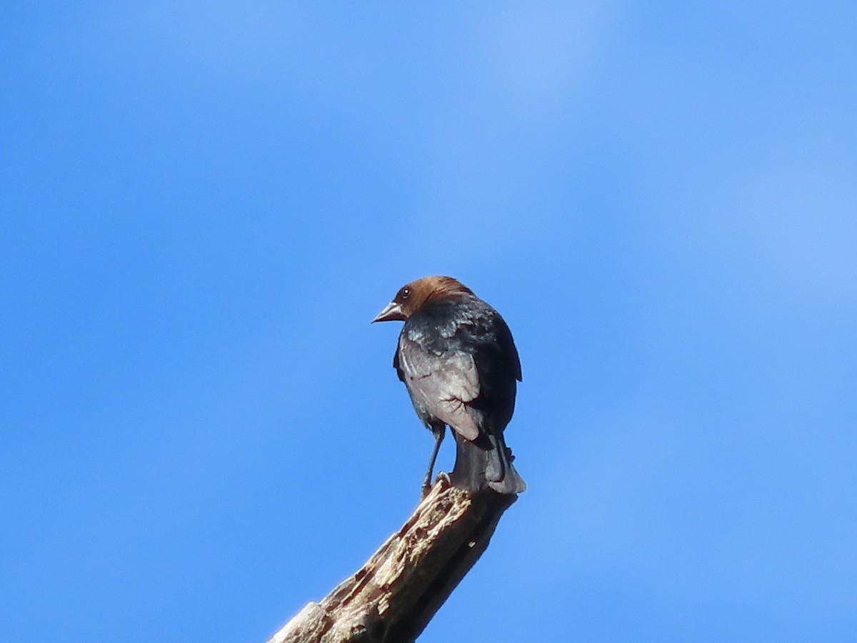 Brown-headed Cowbird - ML620828822