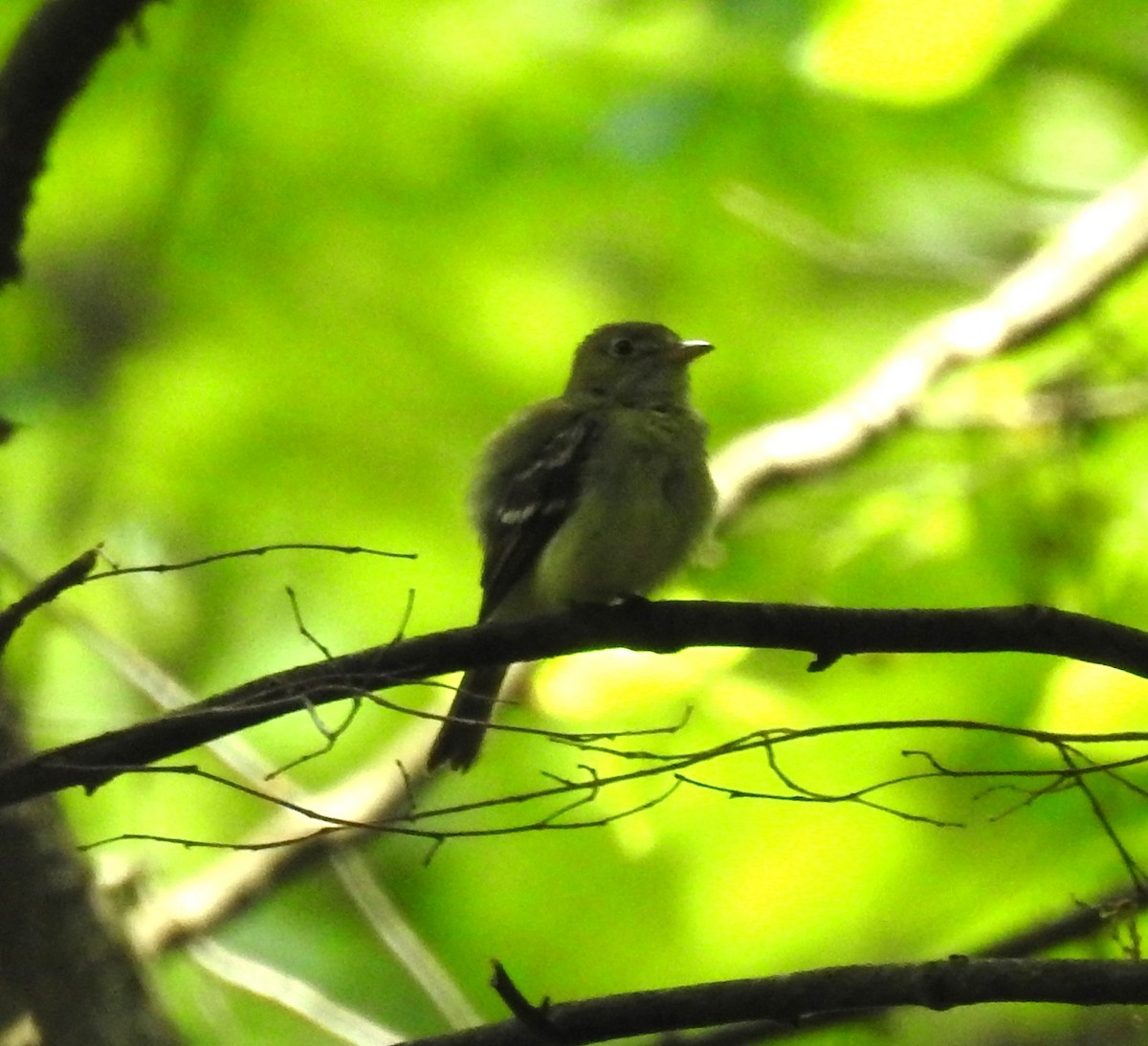 Acadian Flycatcher - ML620828823