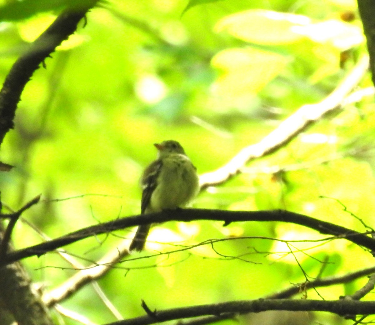 Acadian Flycatcher - ML620828824