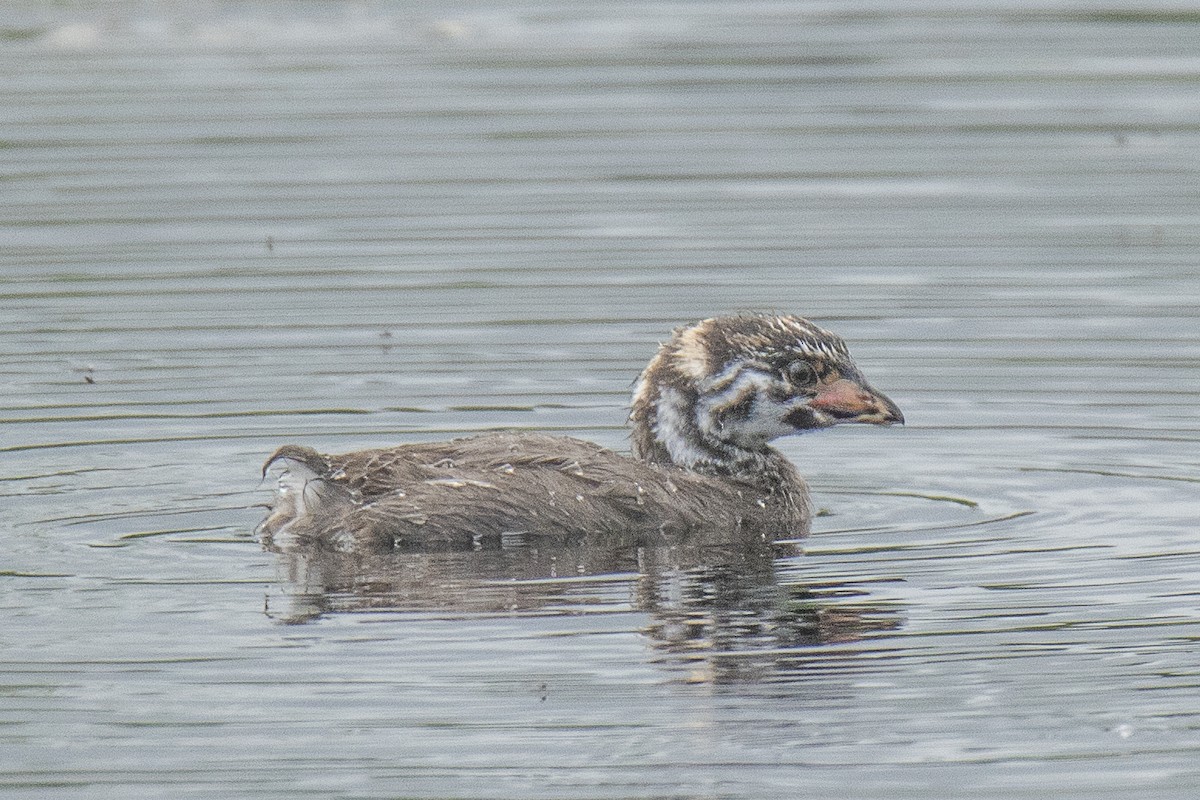 Pied-billed Grebe - ML620828827