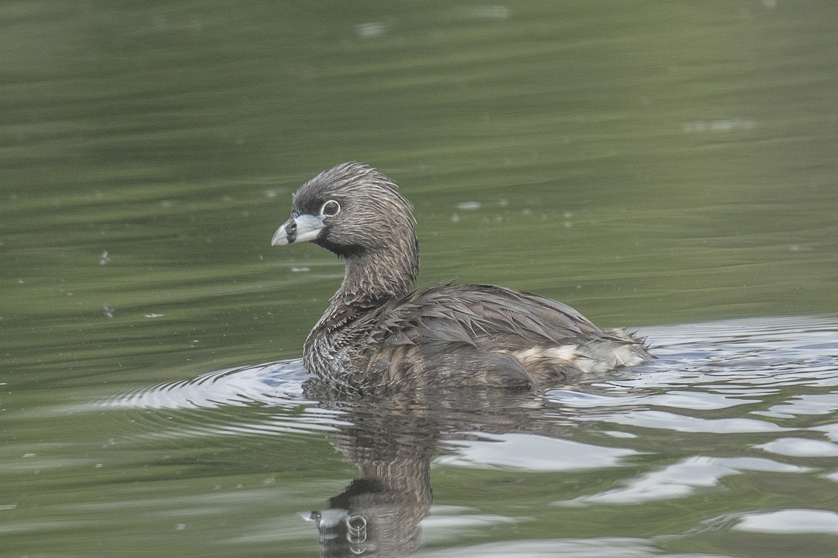 Pied-billed Grebe - ML620828829