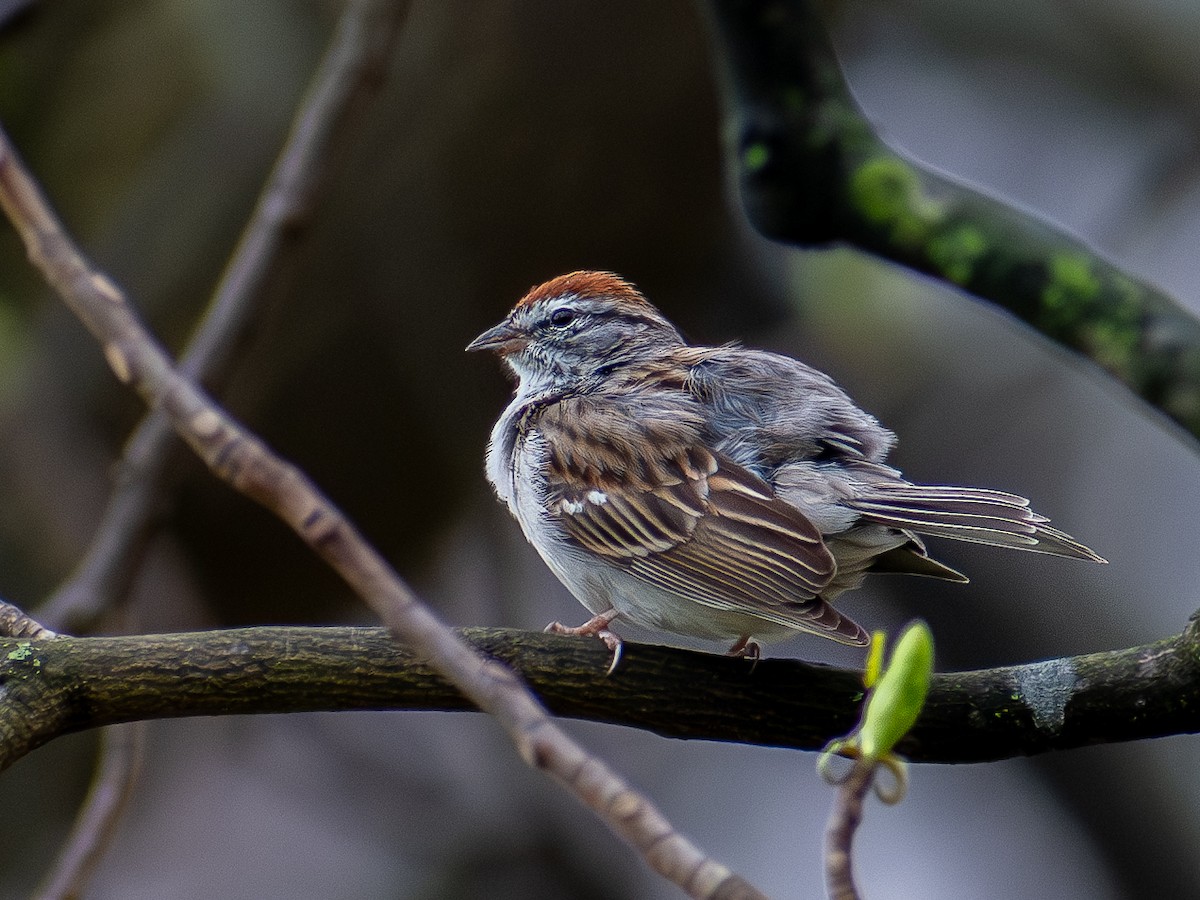 Chipping Sparrow - ML620828831