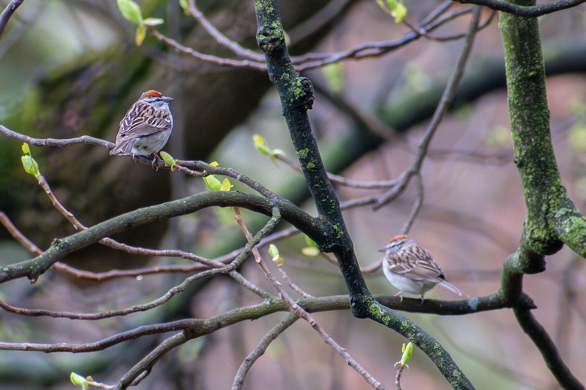 Chipping Sparrow - ML620828833