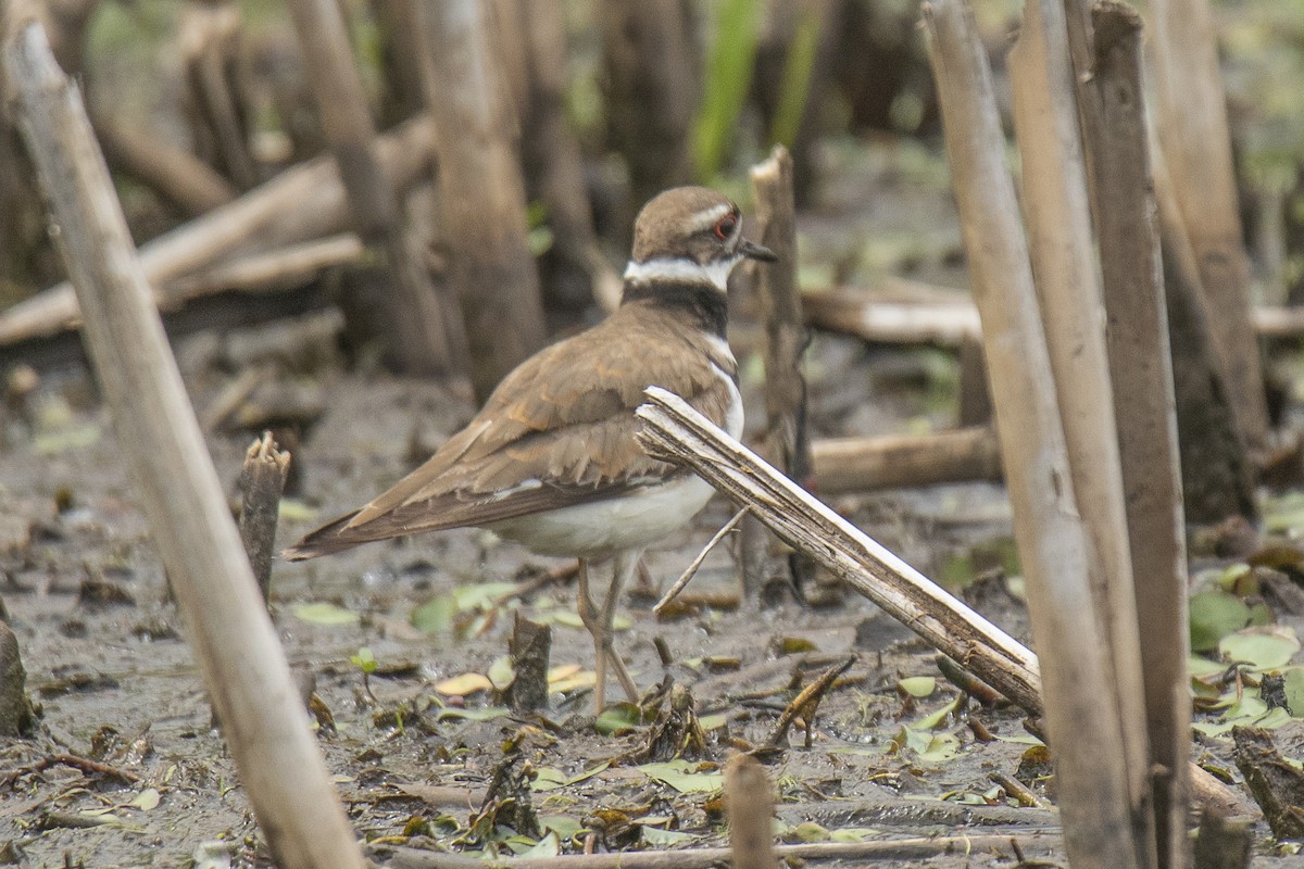 Killdeer - ML620828836