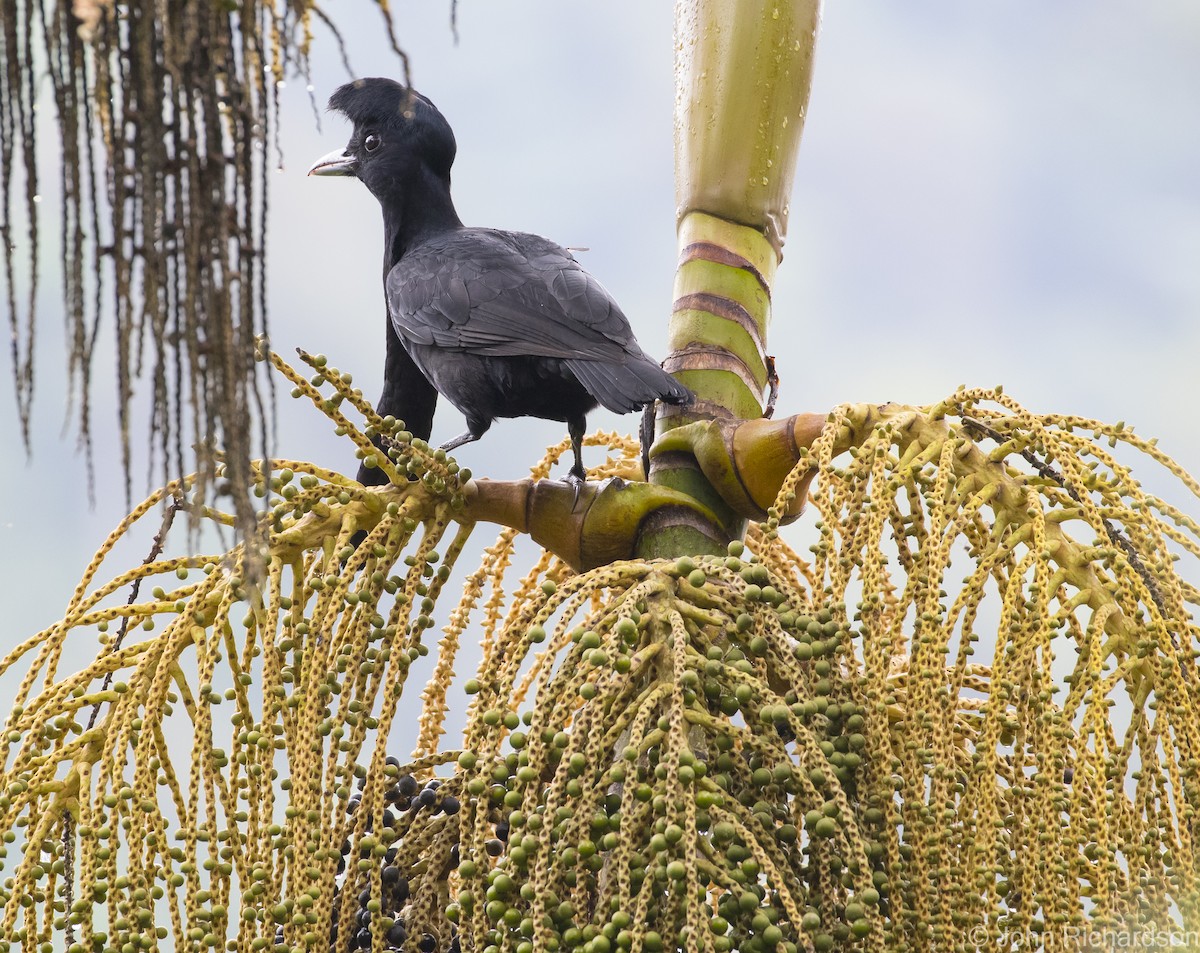 Langlappen-Schirmvogel - ML620828837