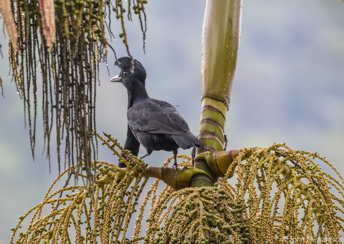 Эквадорская зонтичная птица - ML620828838