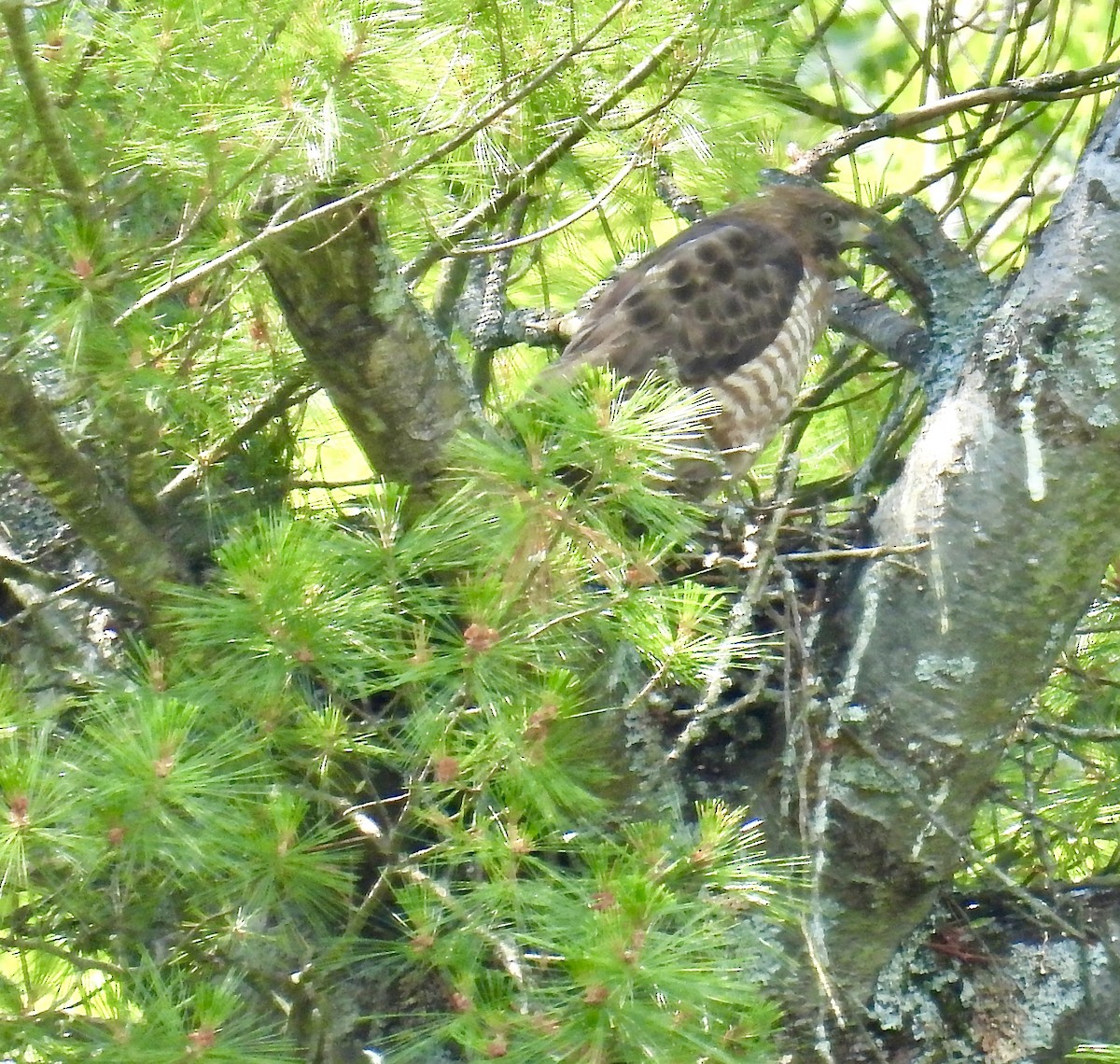 Broad-winged Hawk - ML620828841