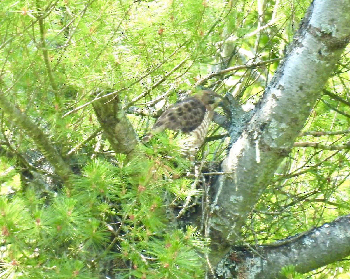 Broad-winged Hawk - ML620828842