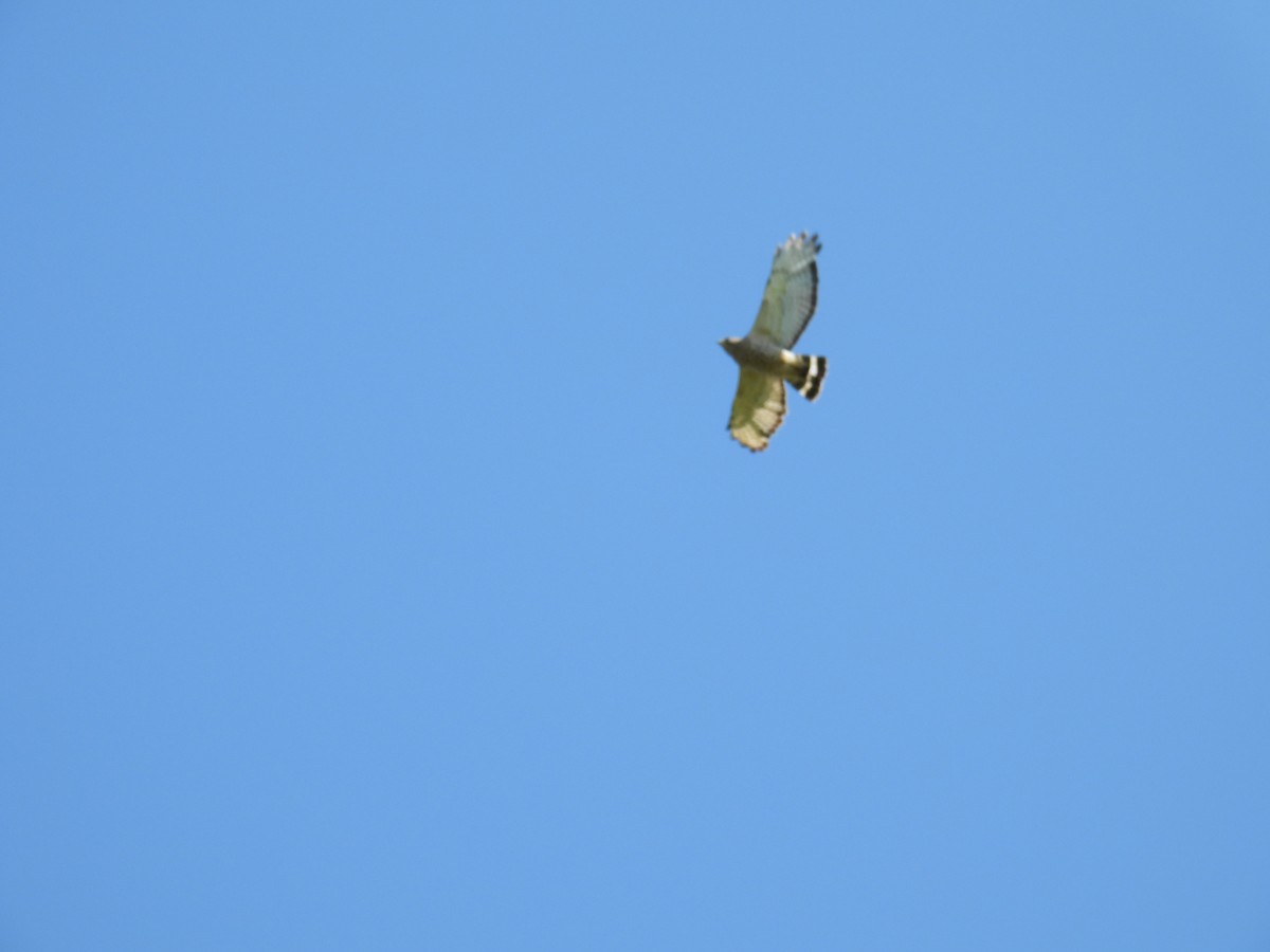 Broad-winged Hawk - ML620828844