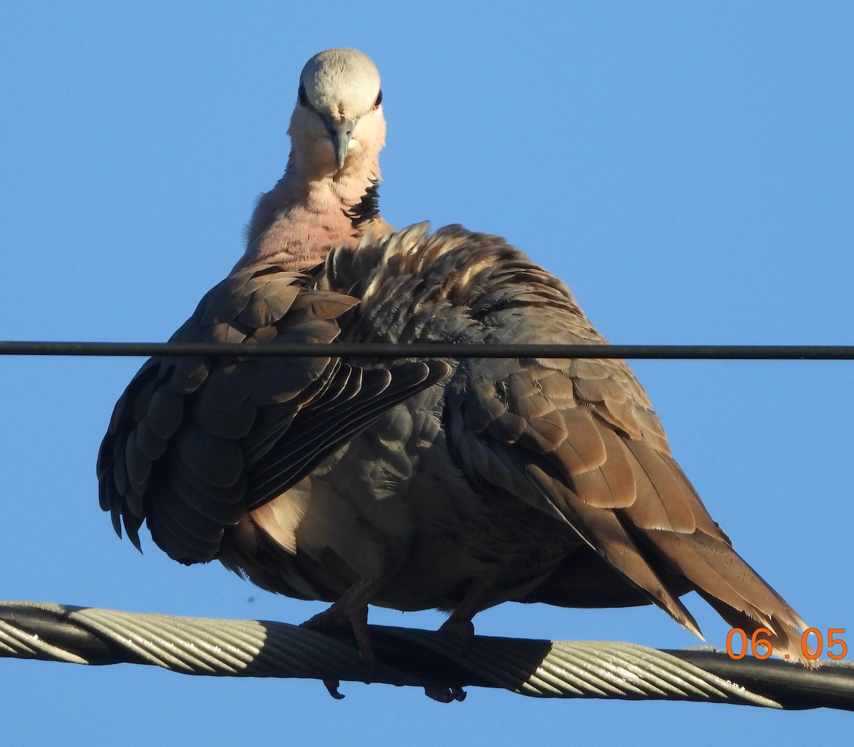 Red-eyed Dove - ML620828848