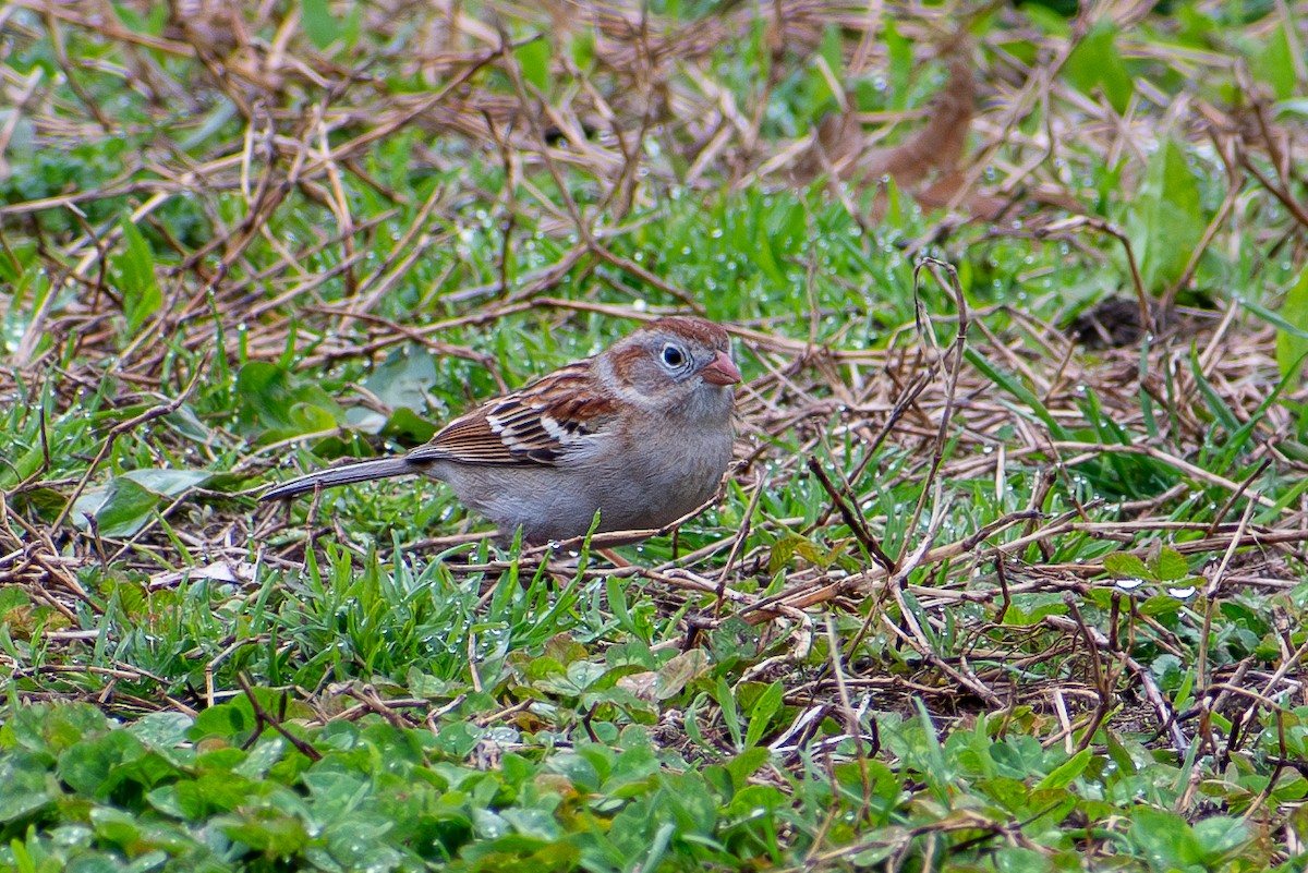 Field Sparrow - ML620828850