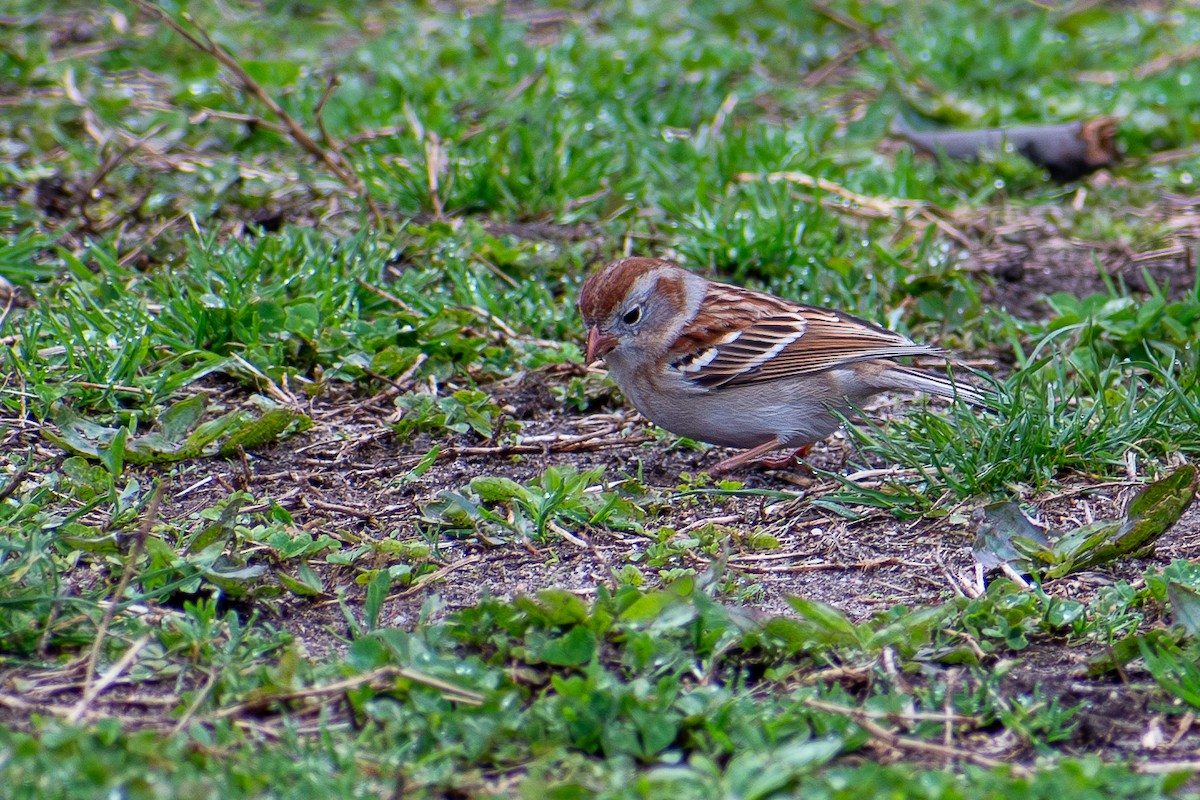 Field Sparrow - ML620828851