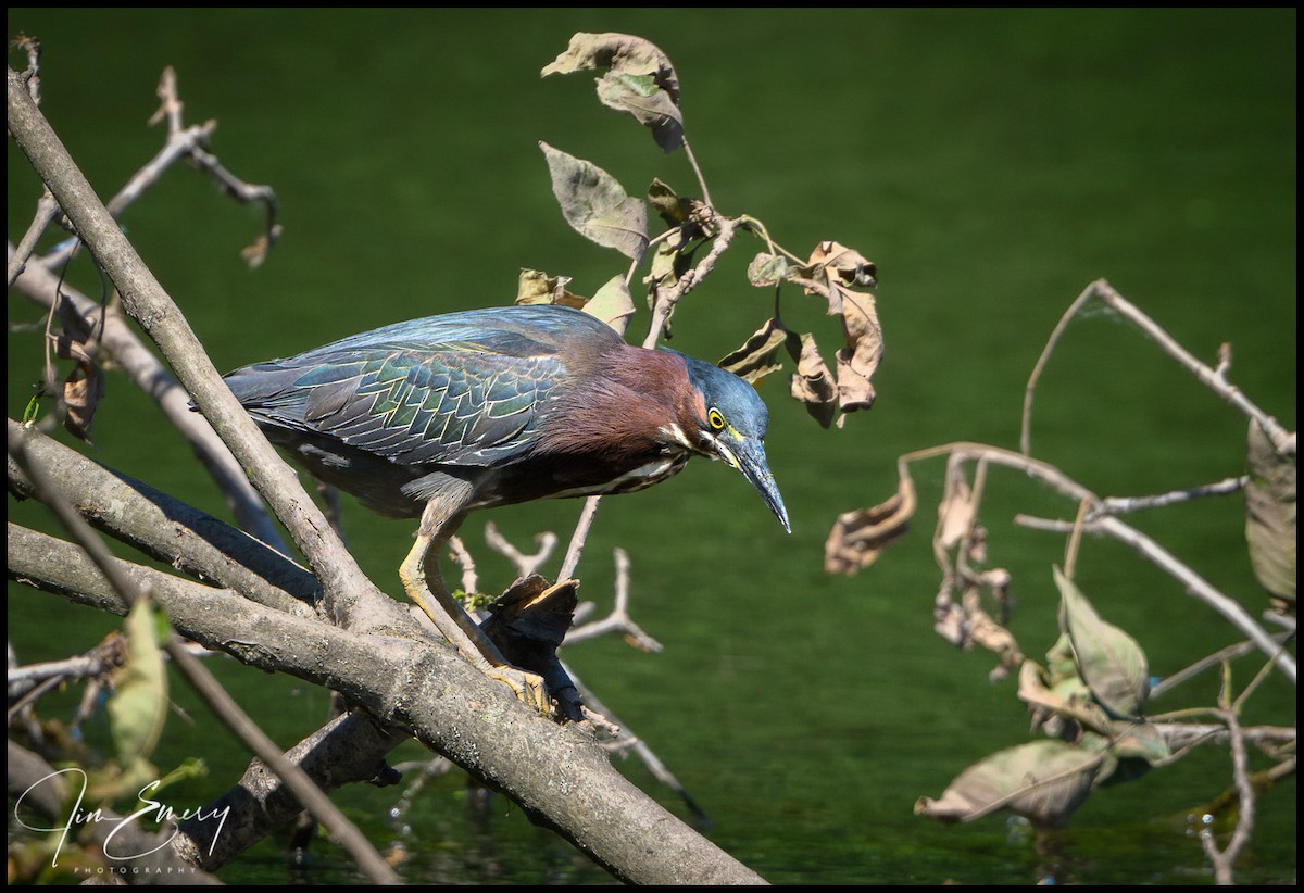 Green Heron - ML620828859