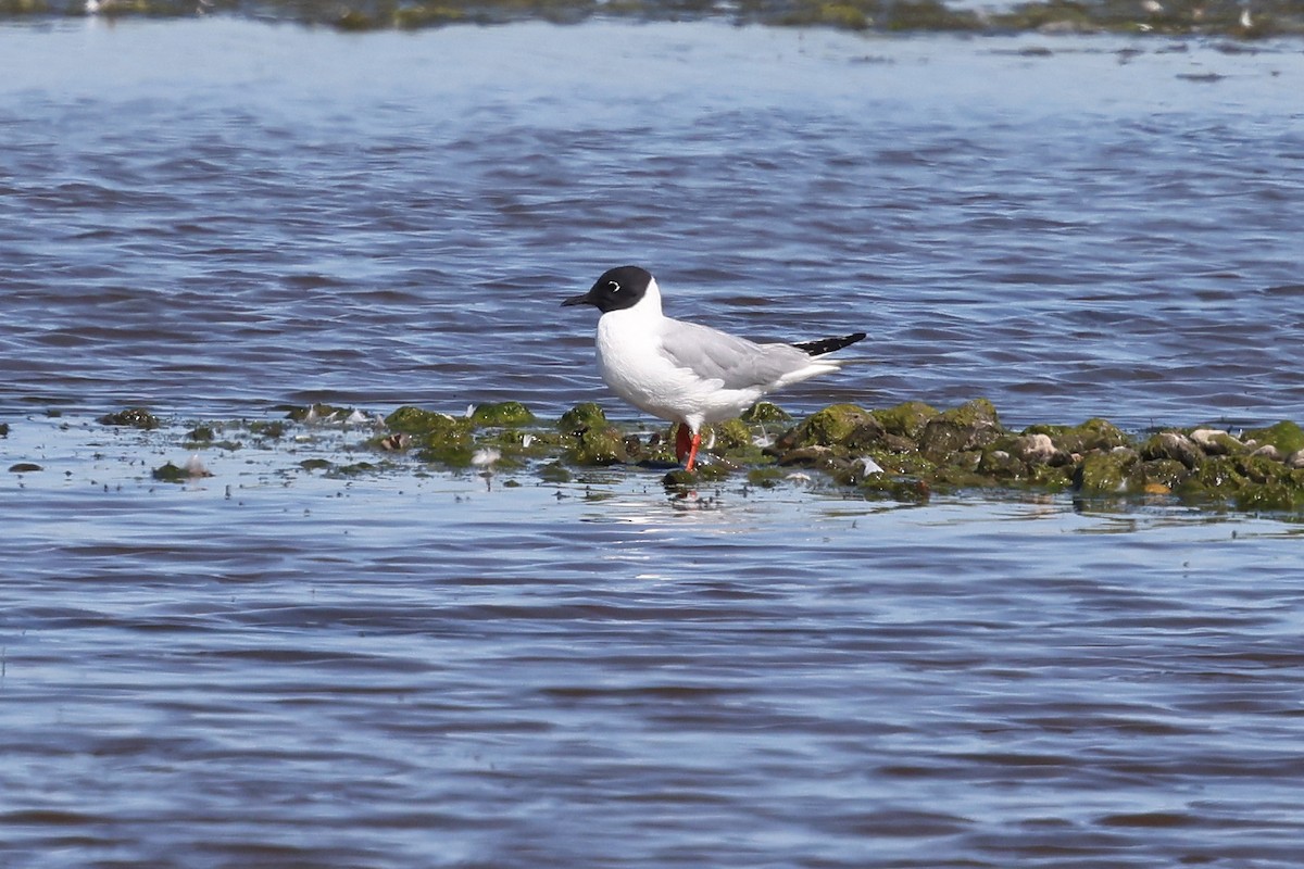 Bonaparte's Gull - ML620828862