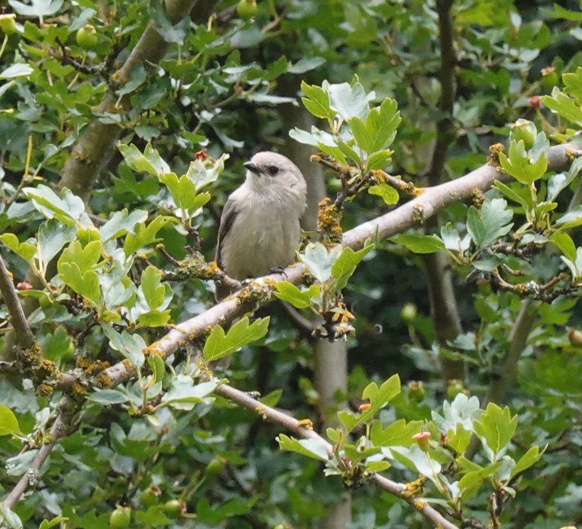 Bushtit - ML620828870