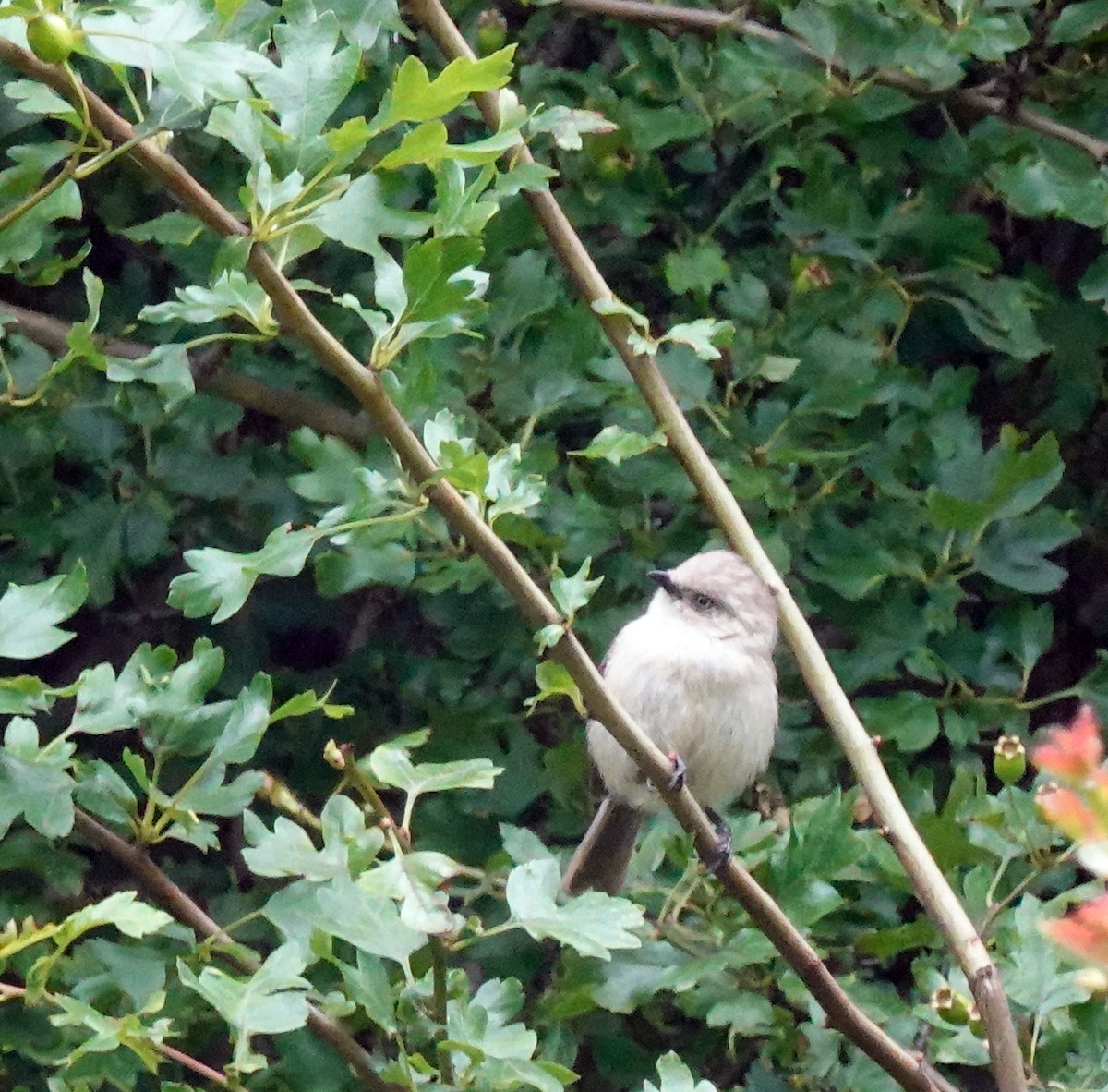 Bushtit - ML620828871