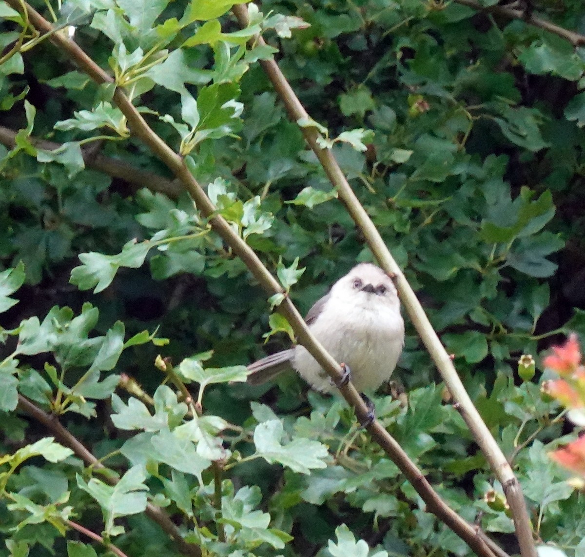 Bushtit - ML620828872