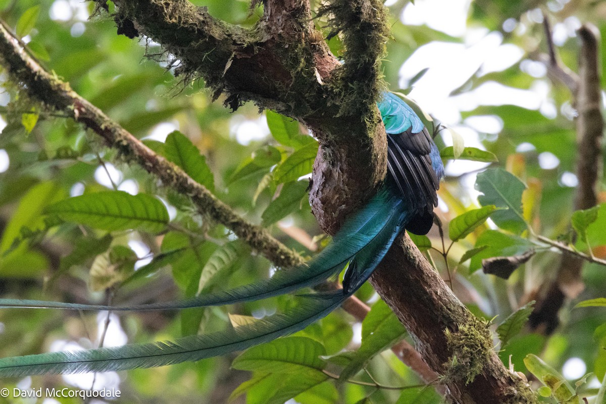 Resplendent Quetzal - ML620828874