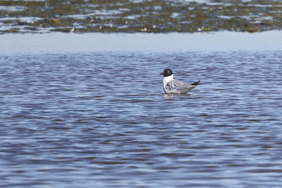 Bonaparte's Gull - ML620828875