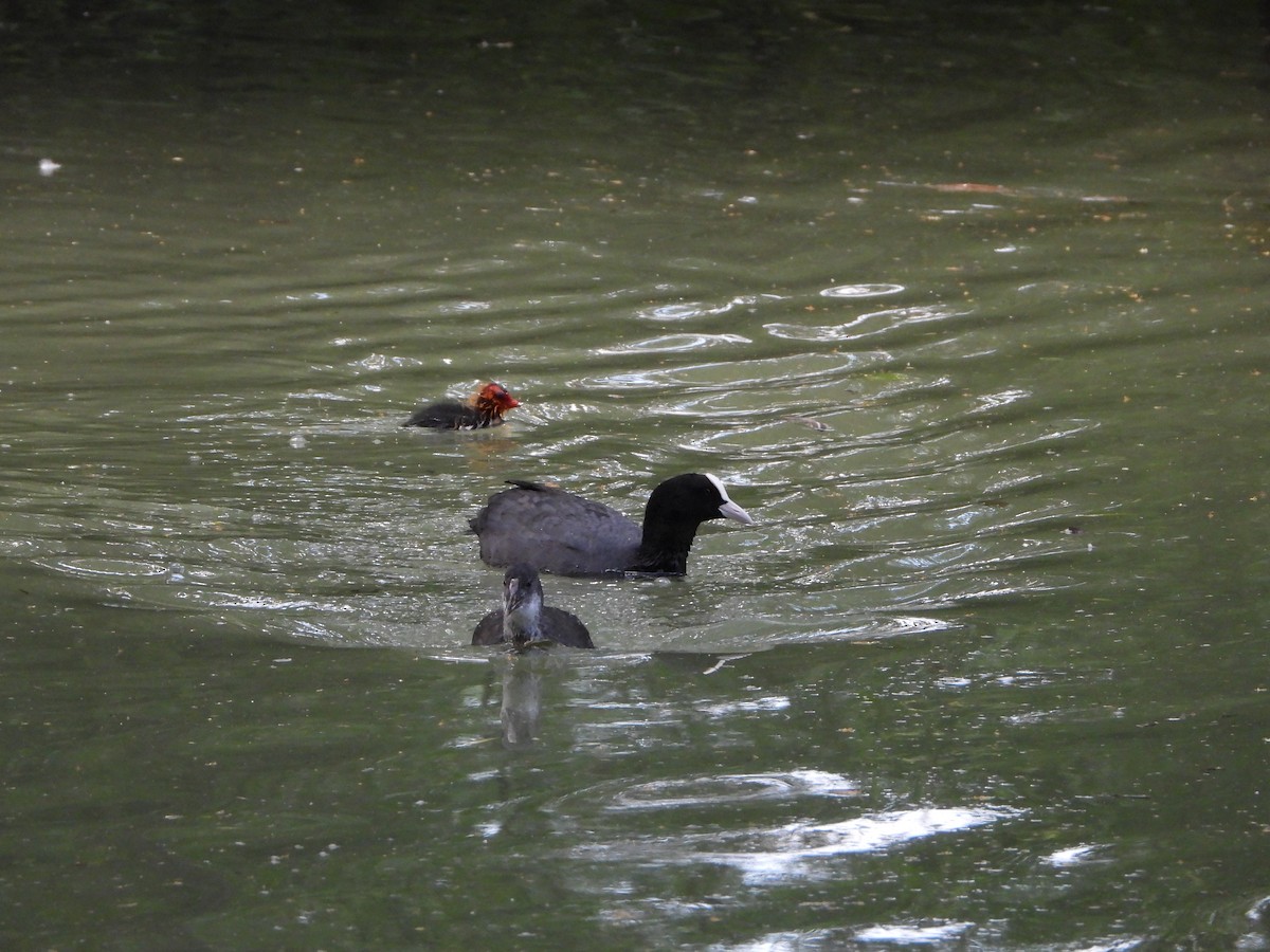 Eurasian Coot - ML620828876