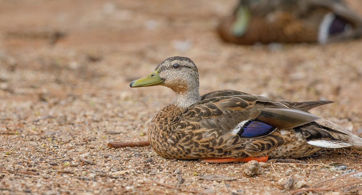 Mallard/Mexican Duck - ML620828877