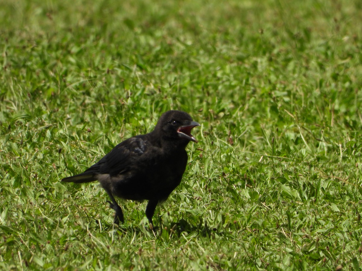 Carrion Crow - Alex Schwarz