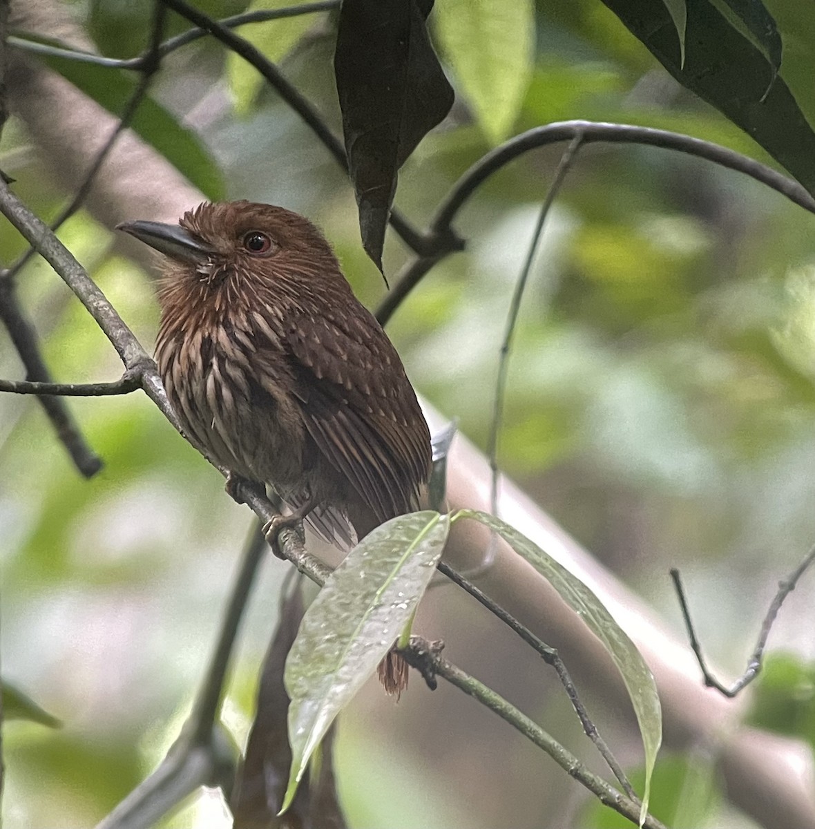 White-whiskered Puffbird - ML620828882