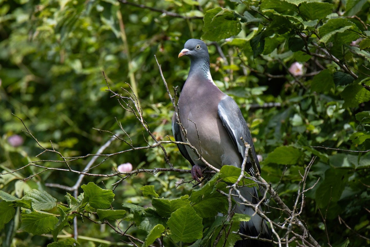 Common Wood-Pigeon - ML620828883