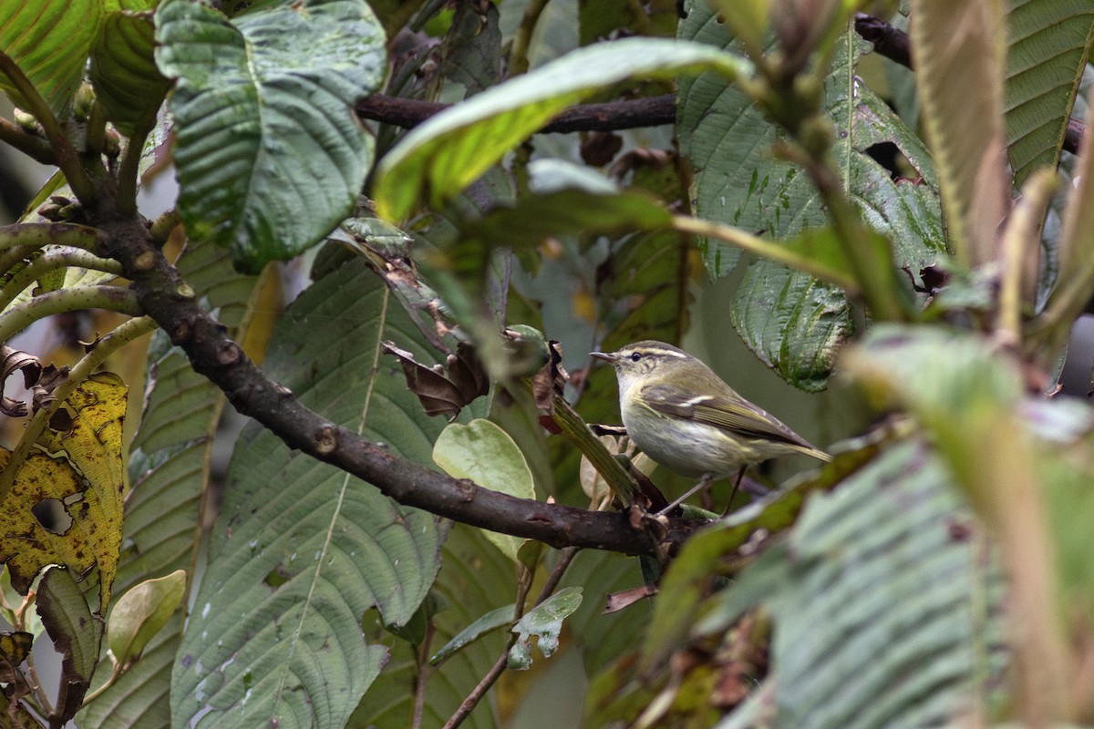 Blyth's Leaf Warbler - Zsombor Károlyi