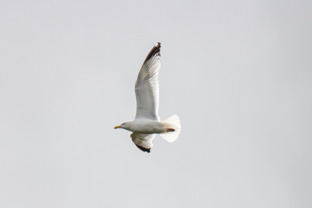 Yellow-legged Gull - Janet Stevens