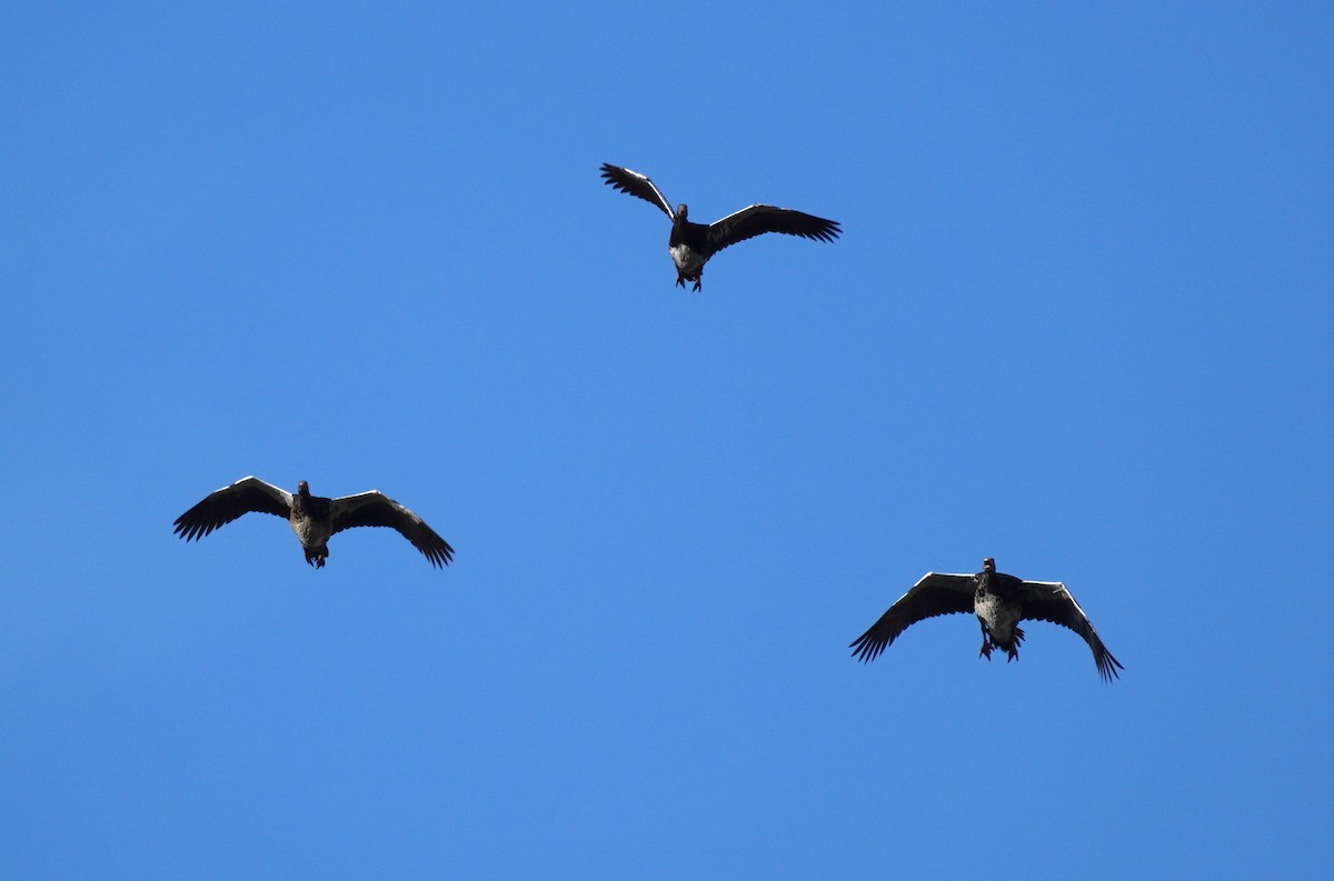 Spur-winged Goose - ML620828886