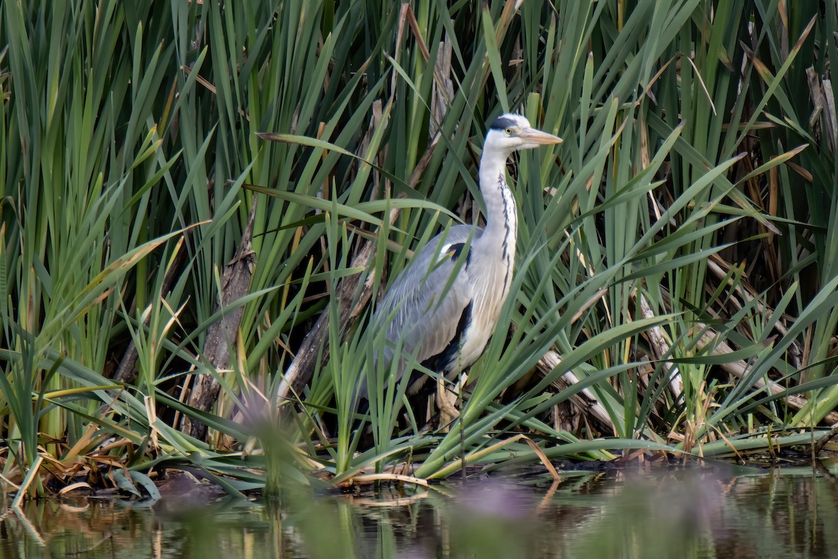 Gray Heron - ML620828891