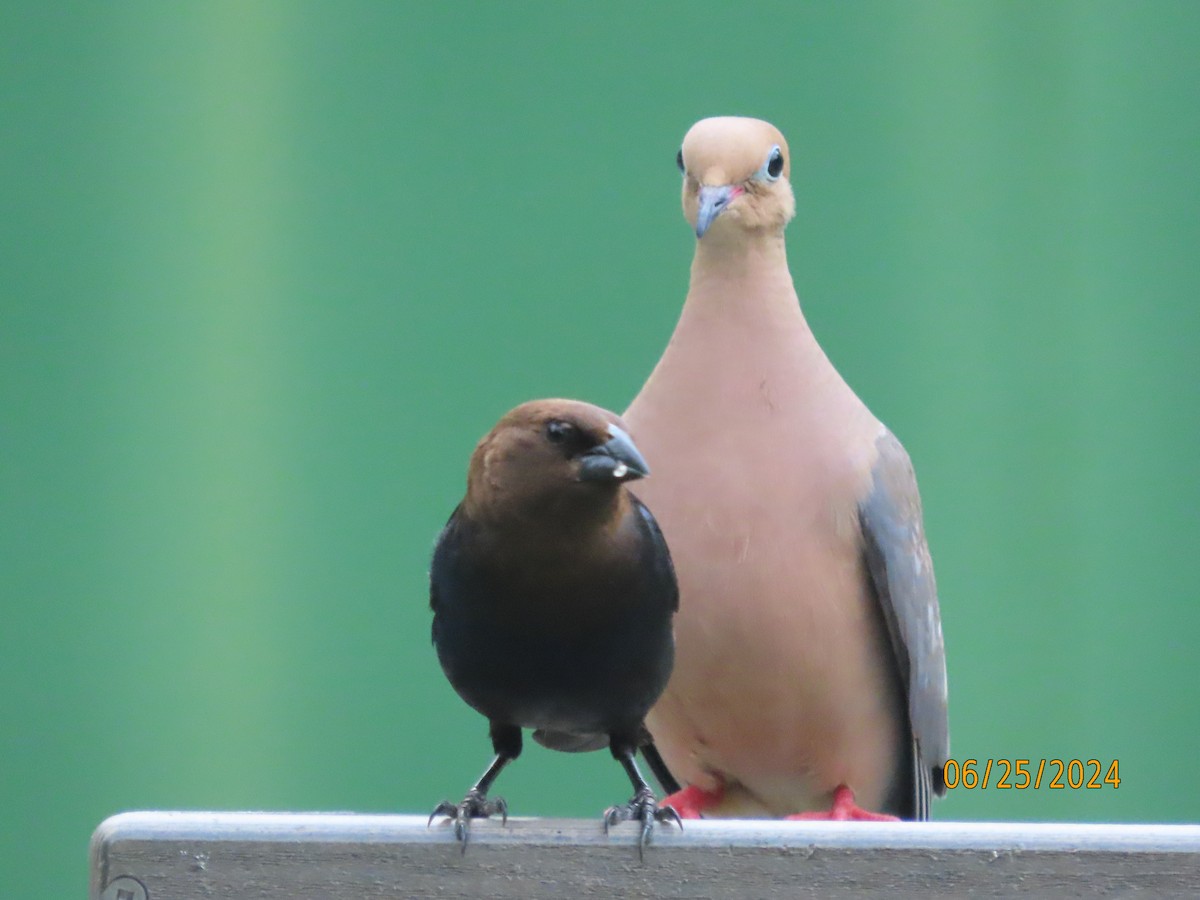 Mourning Dove - ML620828894