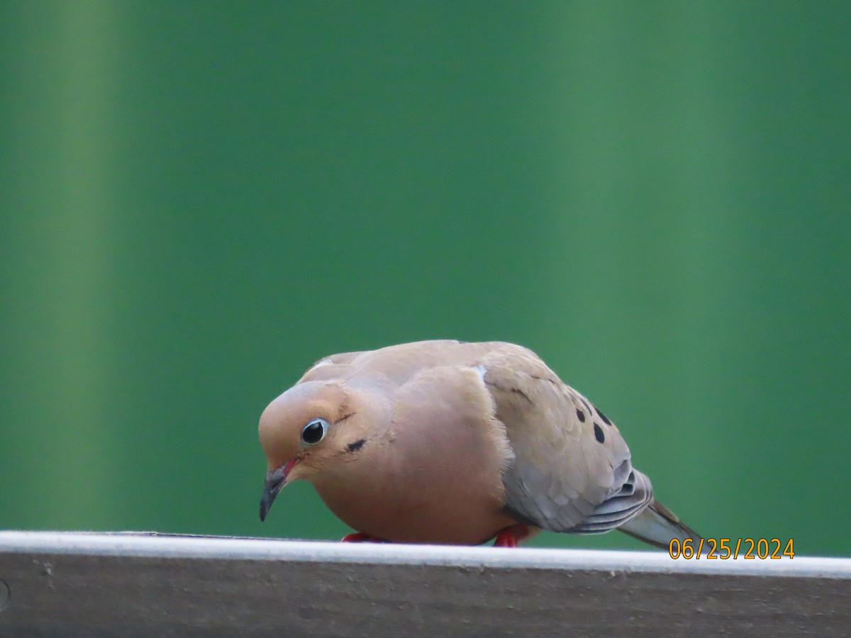 Mourning Dove - ML620828895