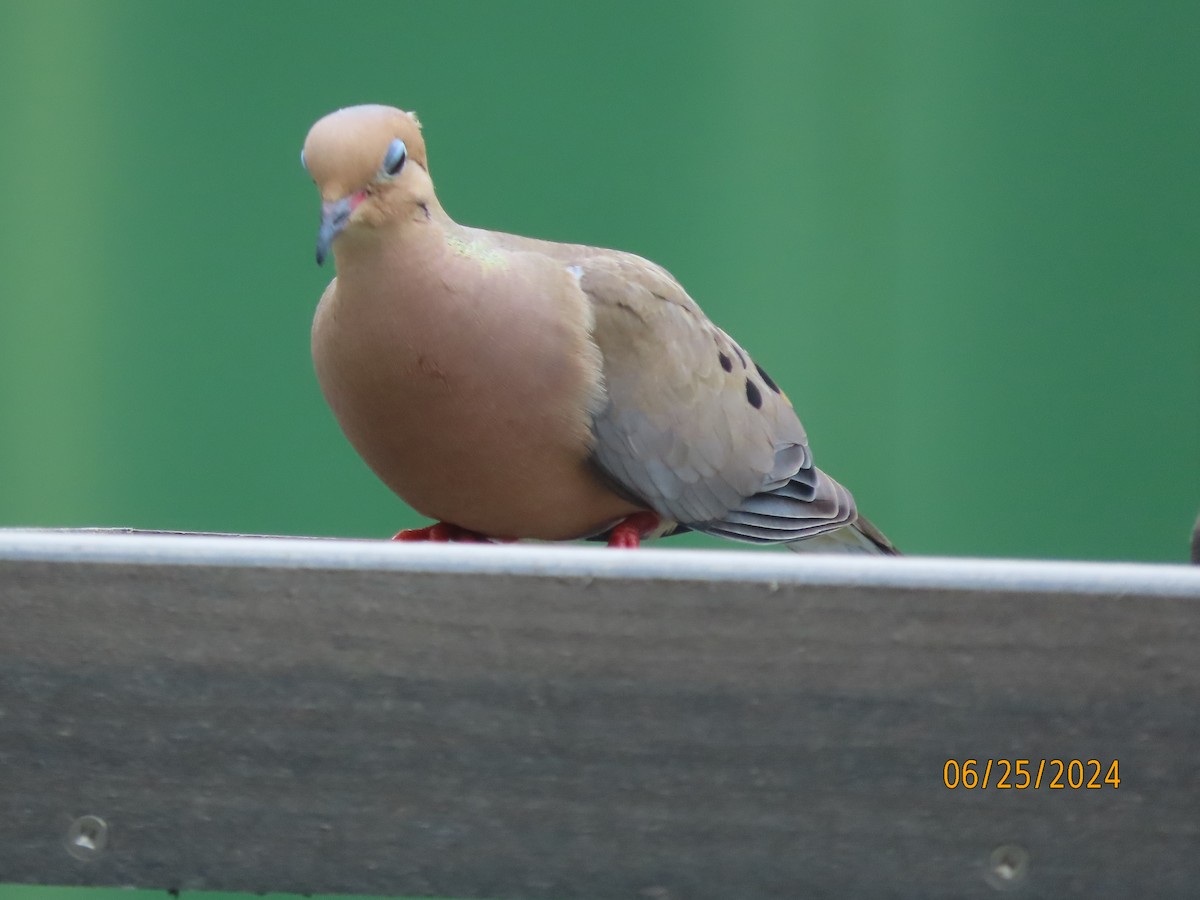 Mourning Dove - ML620828896