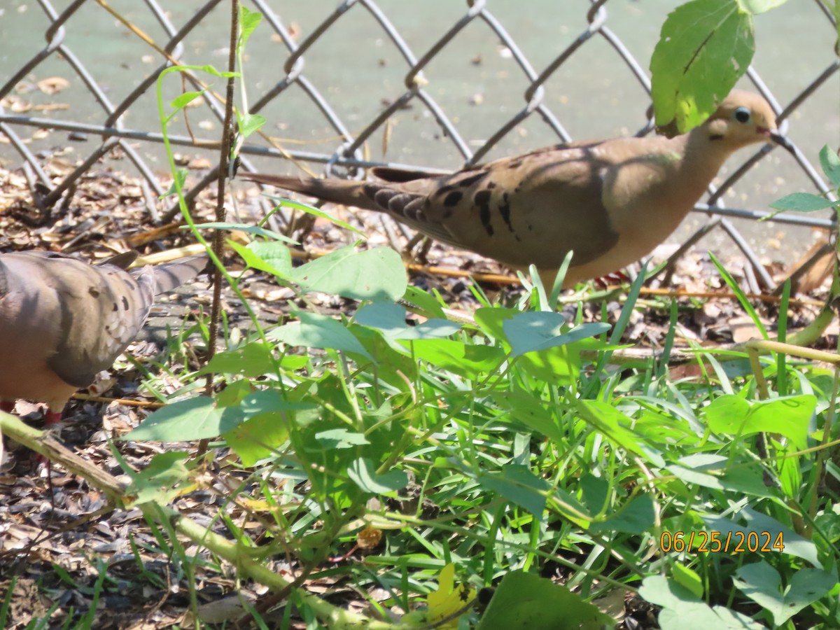 Mourning Dove - ML620828897